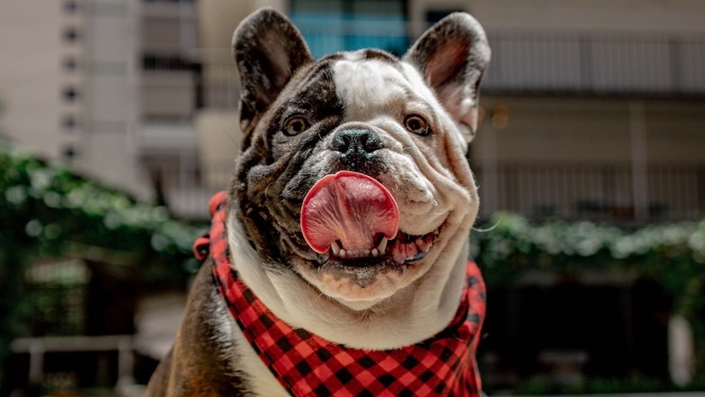 Hotels holding open the doggy door for guests' furry friends