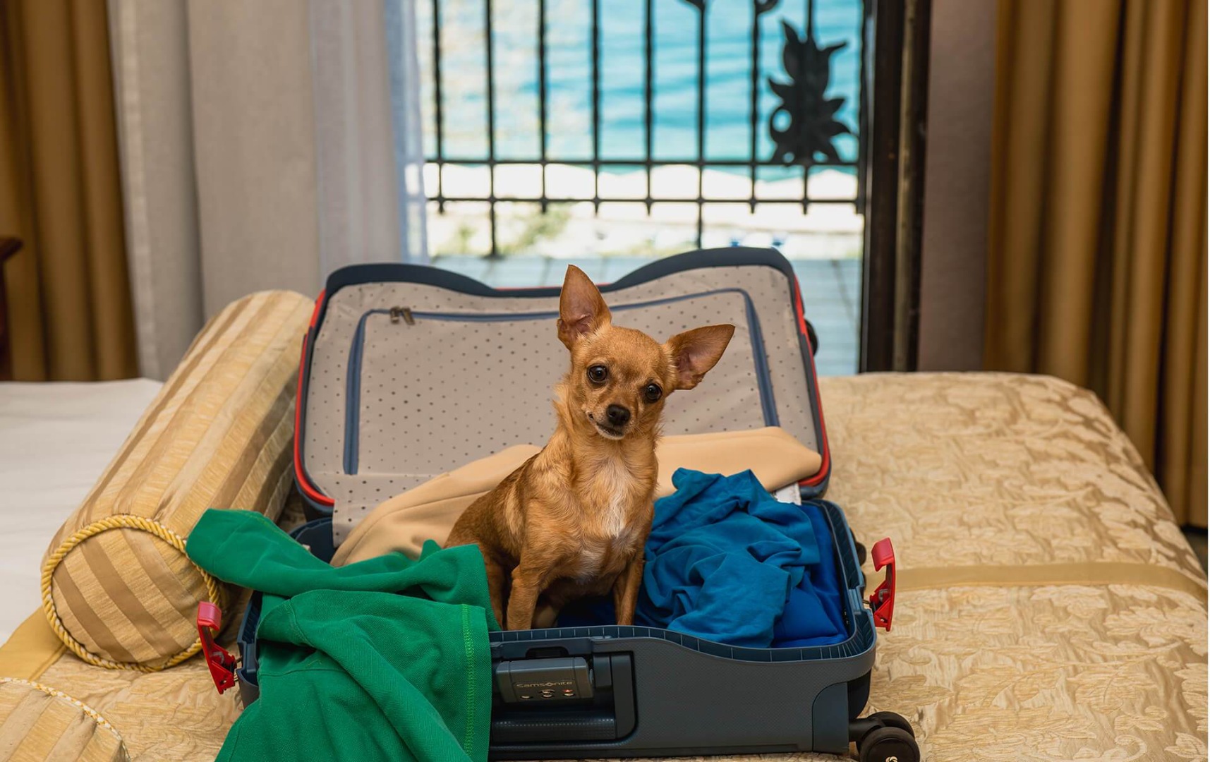 Building a Pet-Friendly Experience: 4 Key Things We Learned from Guest Reviews 
