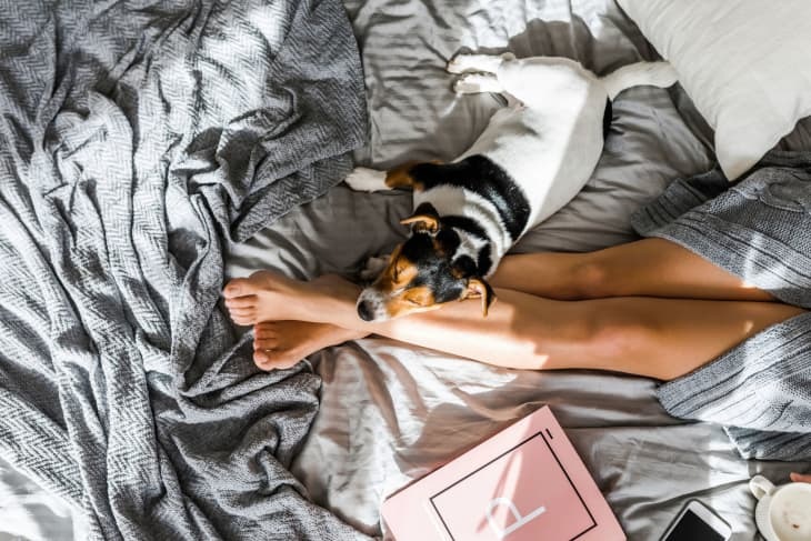 This Hotel Will Pay Your Dog $10,000 to Be Its Ambassador