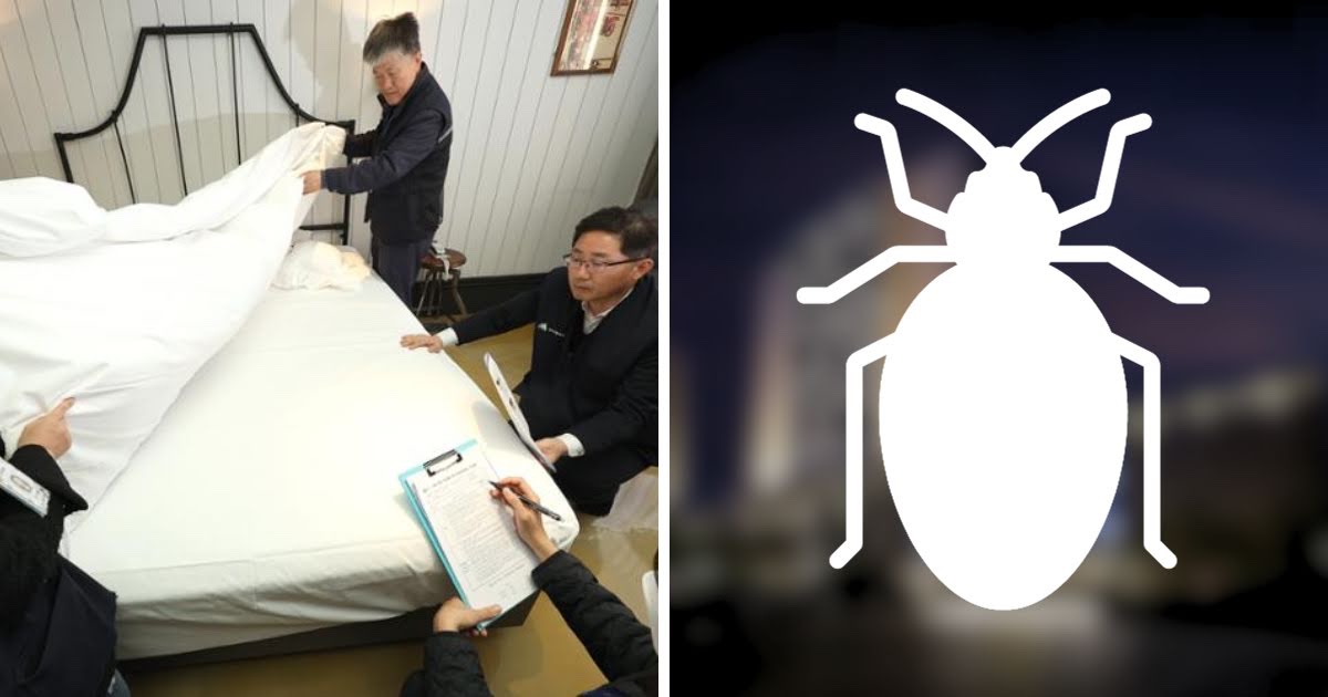 Seoul’s Bedbug Crisis Prevention Continues As Hotels Start To Take Their Own Measures - “Guests should enjoy their stays without fear.”