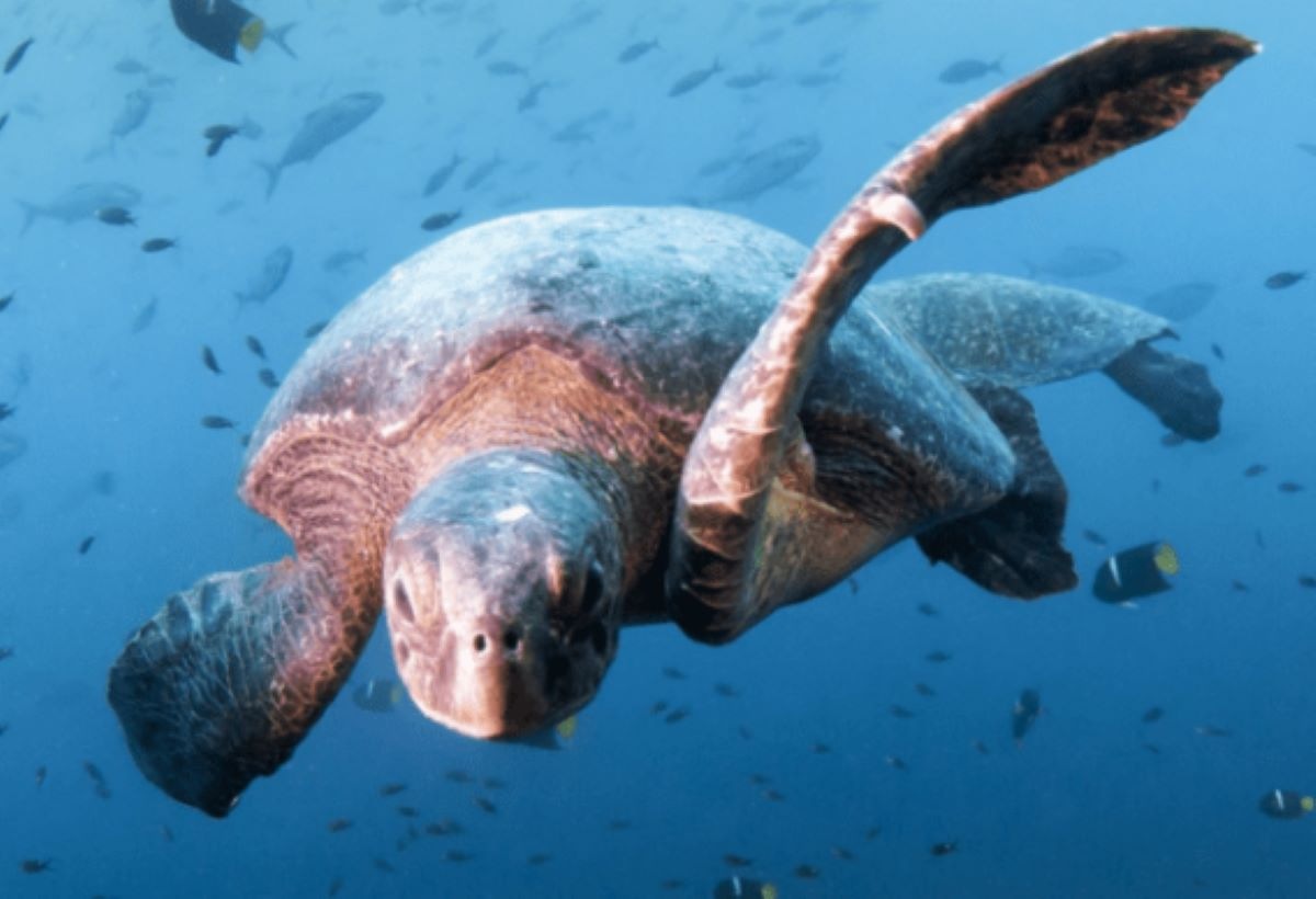 Novotel announces ocean protection partnership with WWF